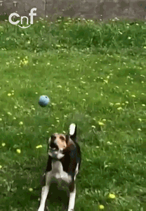 DogFootball