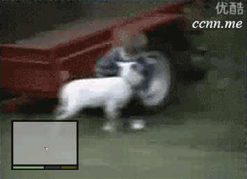 funny-wasted-gifs-goat