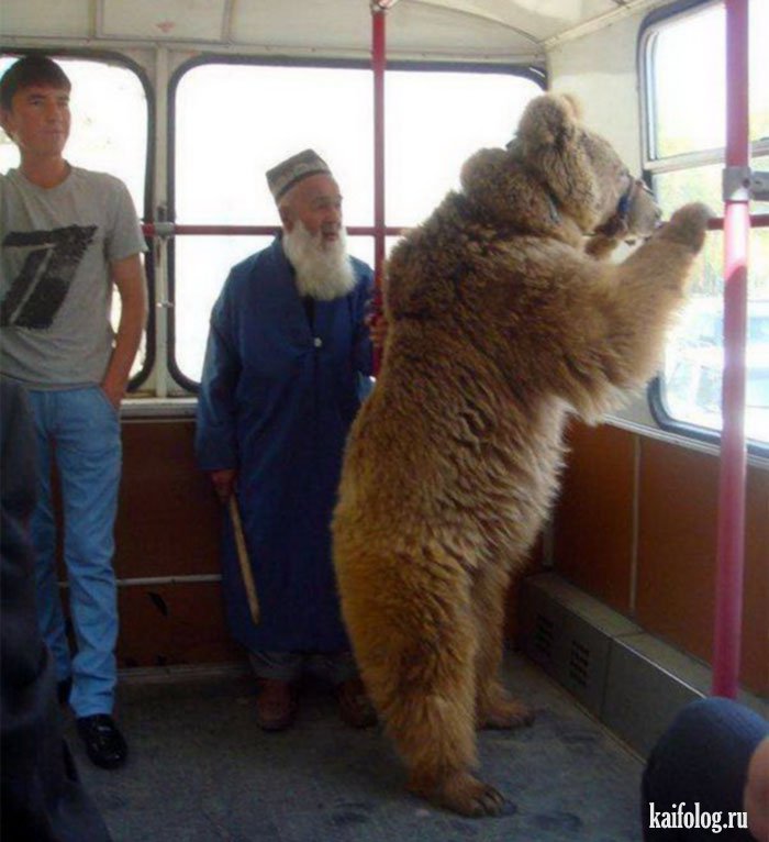 俄罗斯的熊没尊严图片