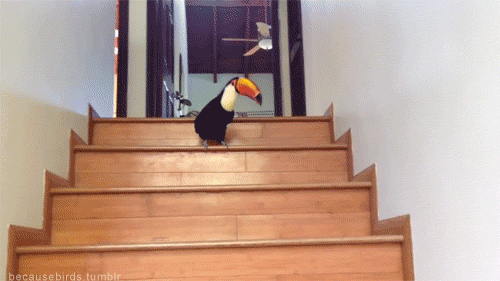 ToucanStair