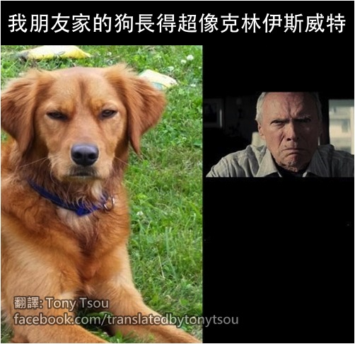 DogClintEastwood