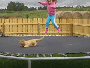 CatTrampoline