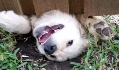 [圖]