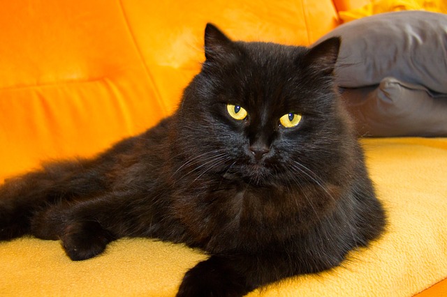 cat-447362_640