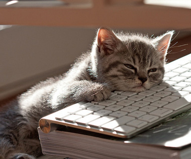 cat-sleeping-on-laptop