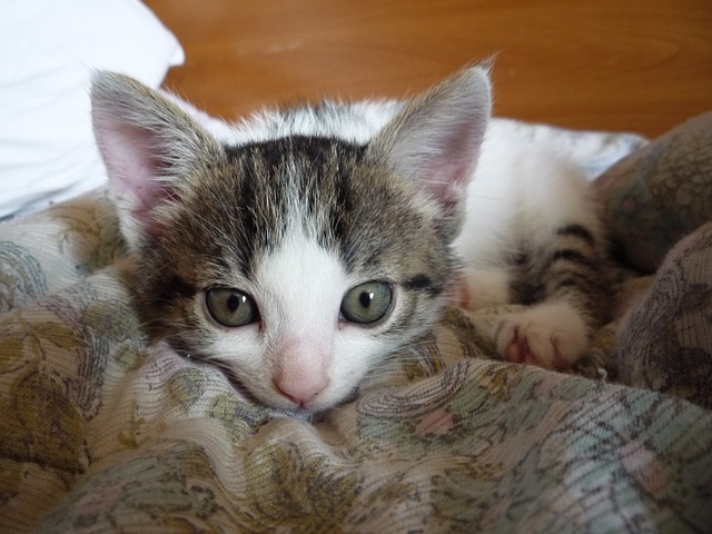 cat-451710_640