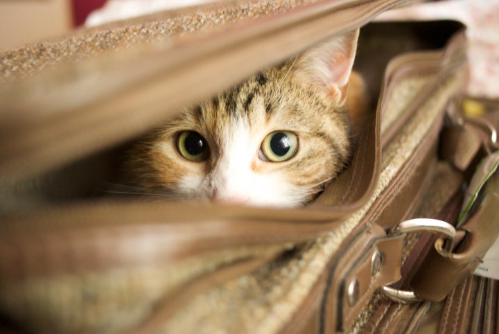 82804_story__cat-in-a-suitcase