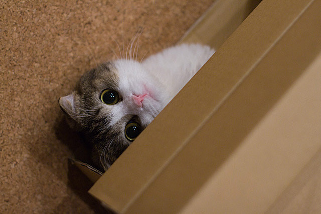 hidden_cat_photography_4