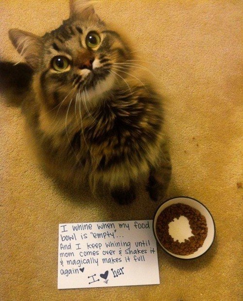 funny-pictures-cat-shaming-food-bowl