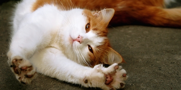 cat-stretching-shutterstock_61984297