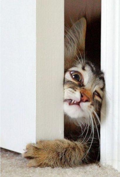 409x600_29_this_cat_trying_to_get_through_a_door_4f7cd100436c5