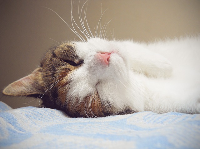 cat-361151_640