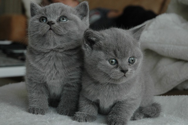 young-cat-442851_640